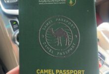 ما قصة الإبل في السعودية وجوازات السفر؟ تابعوا قراءة السطور