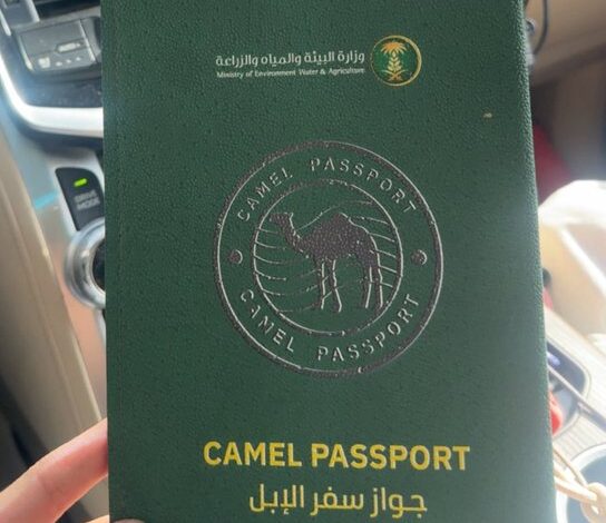ما قصة الإبل في السعودية وجوازات السفر؟ تابعوا قراءة السطور