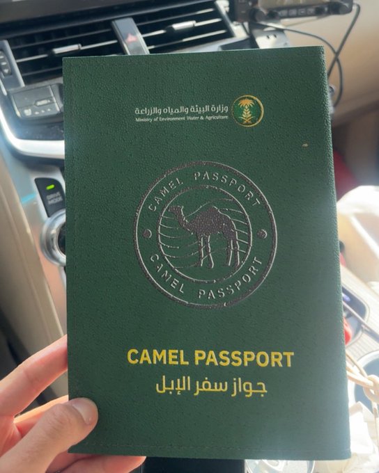 ما قصة الإبل في السعودية وجوازات السفر؟ تابعوا قراءة السطور