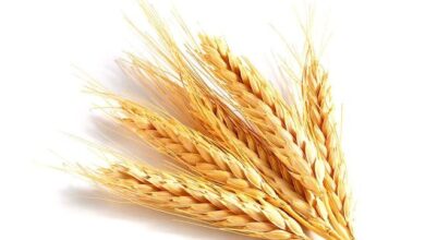 سعر القمح متأثرا بتدهور المحاصيل الأميركية وشلل إمدادات الأسمدة من الخليج