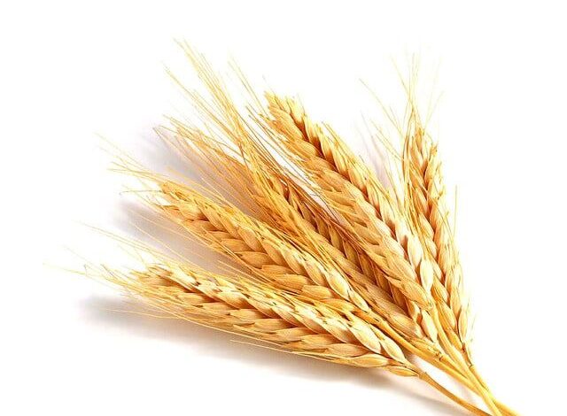 سعر القمح متأثرا بتدهور المحاصيل الأميركية وشلل إمدادات الأسمدة من الخليج