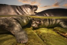 صغار فقمة الفيل يخطفون الأضواء.. صورة تتوج بجائزة "مصور العام تحت الماء"