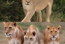 عالم البرية، الحيوان المفتر*س الذي يفقد بصره