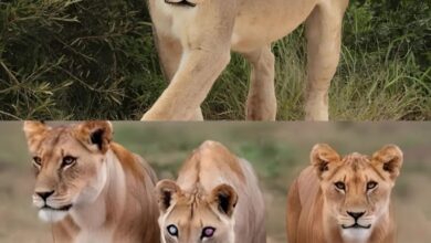 عالم البرية، الحيوان المفتر*س الذي يفقد بصره