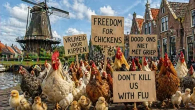 هولندا تقرر الإفراج عن دجاج الحظائر بسبب إنفلونزا الطيور